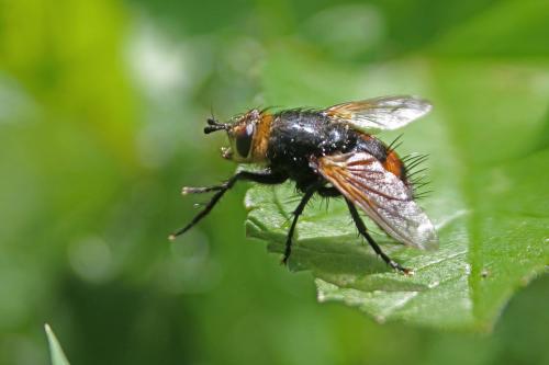 Nowickia ferox